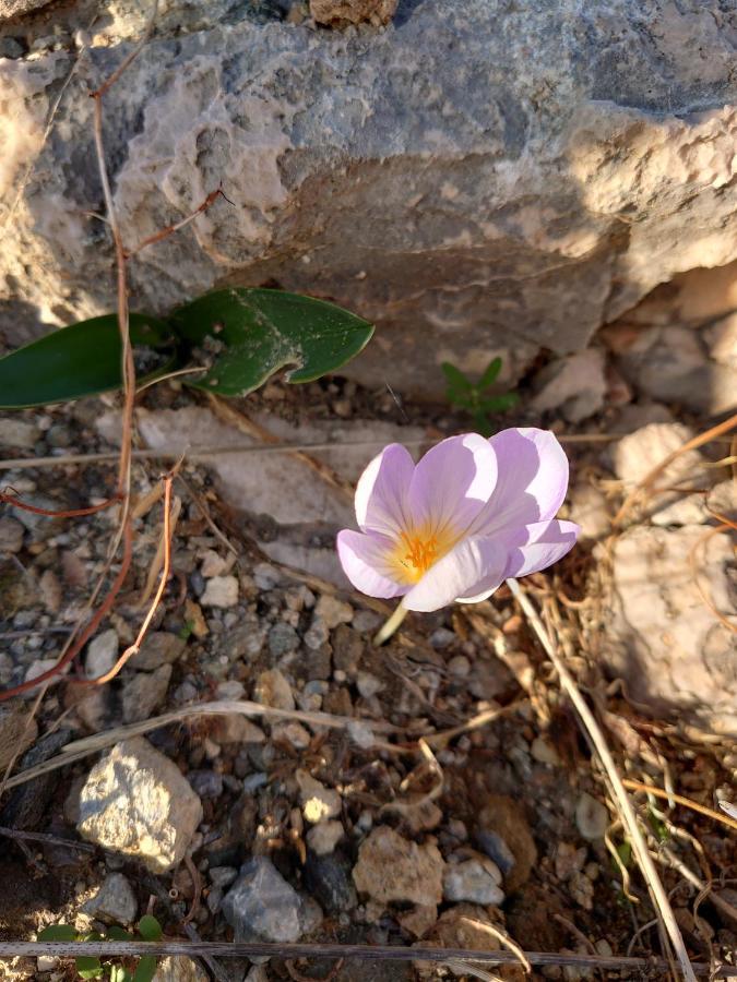 Chez Kiki Et Ioannis Daire Engaraí Dış mekan fotoğraf